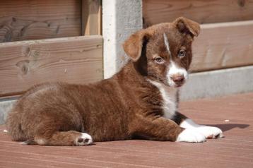Prachtige Welsh corgi cardigan pups  beschikbaar voor biedingen