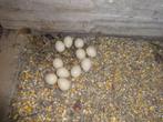 BBROEDEIEREN rode GOUDFAZANT, Dieren en Toebehoren, Pluimvee, Meerdere dieren, Overige soorten