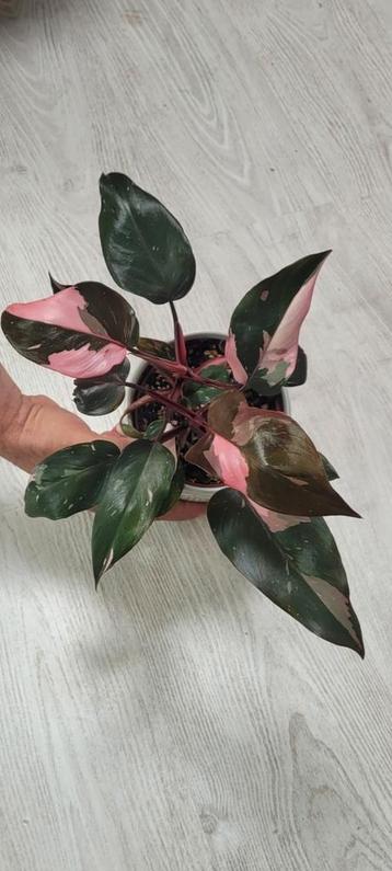 philodendron pink princess beschikbaar voor biedingen