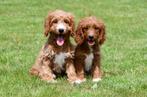 Cavapoo pups te koop