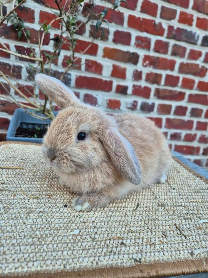 Nederlandse hangoordwerg, Dieren en Toebehoren, Konijnen, Dwerg, Mannelijk, 0 tot 2 jaar, Hangoor