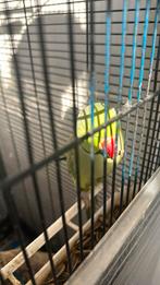 halsbandparkiet, Dieren en Toebehoren, Vogels | Parkieten en Papegaaien