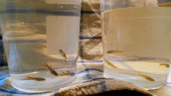 Endler guppy's te koop, Dieren en Toebehoren, Vissen | Aquariumvissen, Zoetwatervis, Vis