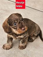 mooie ruwhaar teckel pups, Dieren en Toebehoren, België, CDV (hondenziekte), 8 tot 15 weken, Dwerg