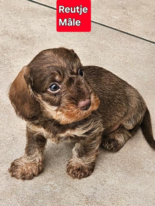 mooie ruwhaar teckel pups, Dieren en Toebehoren, Honden | Teckels en Dashonden, Meerdere dieren, Ruwhaar, Dwerg, Fokker | Professioneel