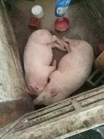 2 roze varkens 200€ alle 2 of goed bod, Meerdere dieren, Varken, 0 tot 2 jaar