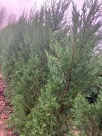 Cup leylandy, Tuin en Terras, Ophalen, Bloeit niet