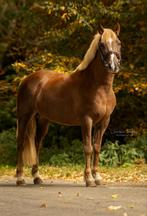 Mooie pony, goed springen. teab, Dieren en Toebehoren, Pony's, Ruin