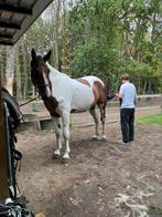 Grote bonte ruin, Dieren en Toebehoren, Paarden, Ruin, Zadelmak, 3 tot 6 jaar