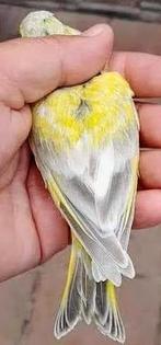 Ambra Greenfinch Man, Bagué, Oiseau chanteur sauvage, Mâle
