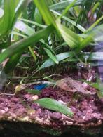 Mix garnalen, Dieren en Toebehoren