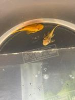 2 jonge L144, Dieren en Toebehoren, Vissen | Aquariumvissen, Kreeft, Krab of Garnaal, Zoetwatervis, Schoolvis