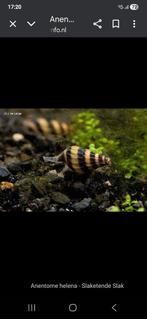 Helena slakken slak extended slak locatie maastricht, Dieren en Toebehoren