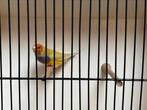 Gouldamadines-goulds, Dieren en Toebehoren, Vogels | Overige Vogels, Meerdere dieren, Tropenvogel, Geringd