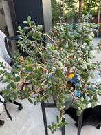 Jadeplant, Ophalen, In pot