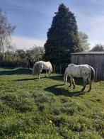 En avril pensions poneys ou chevaux retraités à Enines, Animaux & Accessoires, 2 ou 3 chevaux ou poneys, Pâturage
