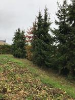 Kerstbomen picea omorika 4 tot 5 m, Tuin en Terras, Ophalen