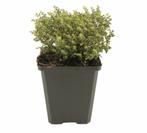 Thymus vulgaris 'Compactus' EETBARE VARIANT, Tuin en Terras, Planten | Tuinplanten, Ophalen, Volle zon, Vaste plant, Kruiden