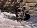 Raszuivere langharige Chihuahua pups, CDV (hondenziekte), 8 tot 15 weken, Meerdere, Meerdere dieren