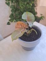 Syngonium, Enlèvement