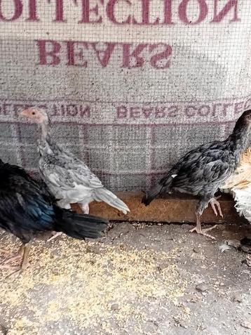 Mooie shamo kuikens ( grote soort ) beschikbaar voor biedingen
