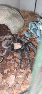 Tarantula's, Dieren en Toebehoren