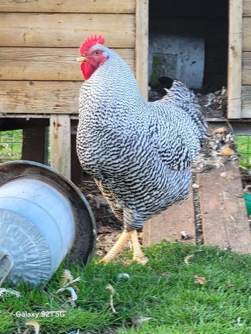 broedeieren amrock groothoender, Dieren en Toebehoren, Pluimvee