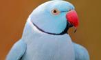Blauwe halsbandparkiet verloren wie hem vind verdient 100€, Dieren en Toebehoren, Vogels | Parkieten en Papegaaien, Mannelijk