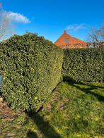 Portugese Laurier - 2m hoog, Enlèvement, Laurier