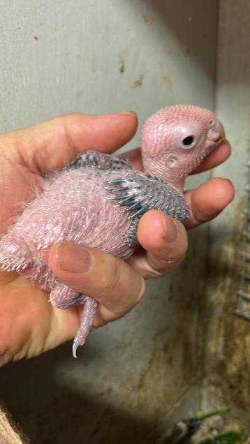 Roestkop Caique beschikbaar voor biedingen