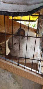 teddy dwerg, Dieren en Toebehoren, Konijnen, Mannelijk, Dwerg, 0 tot 2 jaar