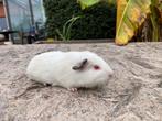 Jong cavia beertje, Dieren en Toebehoren, Knaagdieren, Augustus, Mannelijk, Cavia