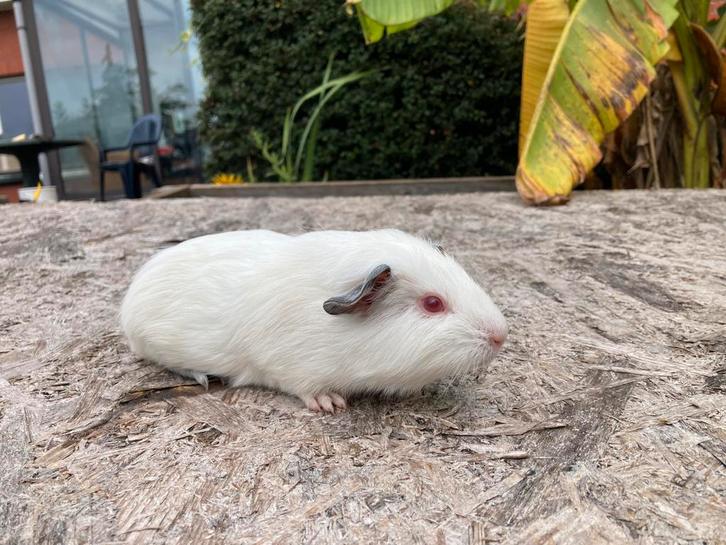 Jong cavia beertje, Dieren en Toebehoren, Knaagdieren, Mannelijk, Cavia, Augustus