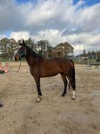 Springpaard, Dieren en Toebehoren, Paarden, Merrie, Springpaard, Gechipt, 7 tot 10 jaar
