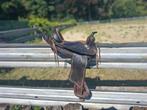 Western zadel 16.5 inch ideaal voor een dame, Ophalen, Gebruikt, Western