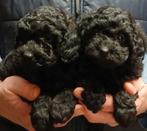 Dwergpoedel pups, Dieren en Toebehoren, Honden | Chihuahua's en Gezelschapshonden, Poedel, Parvo, België, Reu