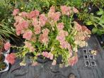 Sedum 'Herbstfreude', Tuin en Terras, Ophalen, Herfst, Vaste plant, Overige soorten