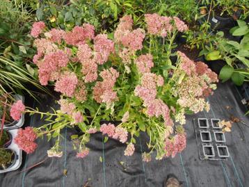 Sedum 'Herbstfreude' beschikbaar voor biedingen