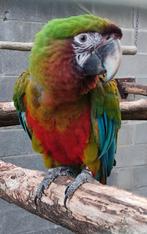 Miliquin ara, Femelle, Perroquet, Domestique