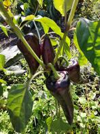 5 zaden zwarte puntpaprika - voor volle grond, Verzenden, Voorjaar, Zaad