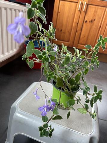 Prachtige hangplant + blauwe bloempjes beschikbaar voor biedingen