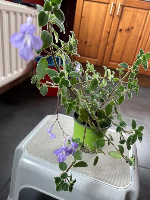 Prachtige hangplant + blauwe bloempjes, Maison & Meubles, Plantes d'intérieur, Plante à fleurs, Ombre partielle, Enlèvement ou Envoi