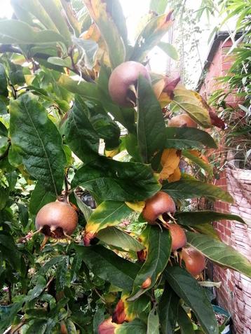 Mispel (Mespilus germanica), 5-jarige boom  beschikbaar voor biedingen