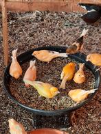 prachtige kanaries 2025, Dieren en Toebehoren, Vogels | Kanaries, Meerdere dieren