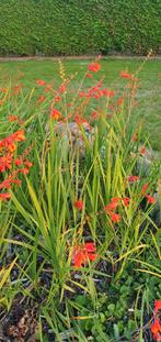 Vaste, winterharde beplanting, allerlei., Ophalen
