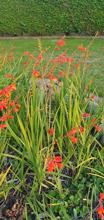 Vaste, winterharde beplanting, allerlei. beschikbaar voor biedingen