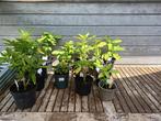 TE KOOP JONGE BRUGMANSIA TROMET PLANT, Ophalen, Winter, Vaste plant, Overige soorten