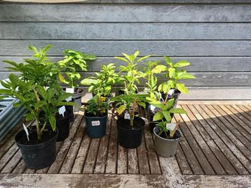 TE KOOP JONGE BRUGMANSIA TROMET PLANT beschikbaar voor biedingen
