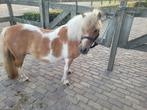 Mooie Shetlander, Dieren en Toebehoren, Merrie