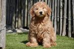 Prachtige abrikoze medium Labradoodle pups, Dieren en Toebehoren, België, Overige rassen, CDV (hondenziekte), 8 tot 15 weken